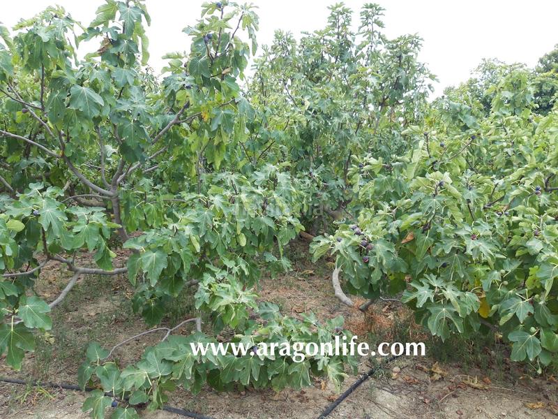 Foto ce571495-191b-42e7-9a66-b2253c78d717. Finca rústica a Caspe