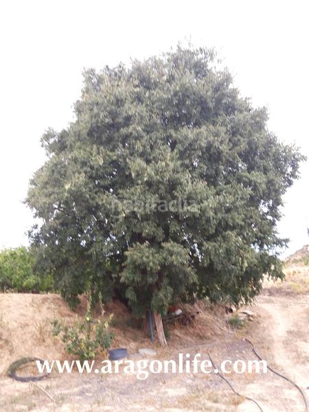 Foto fd7ddd6b-42f3-4f49-a4fe-ad7d55b3f74f. Finca rústica a Caspe