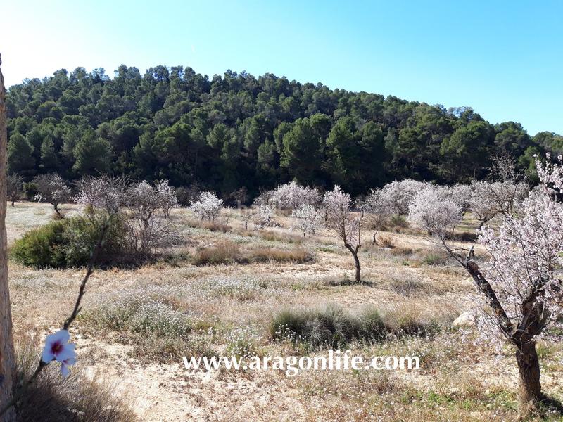 Foto 42857e5a-dc04-44ae-a5e9-5bb05099615b. Finca rústica a Maella