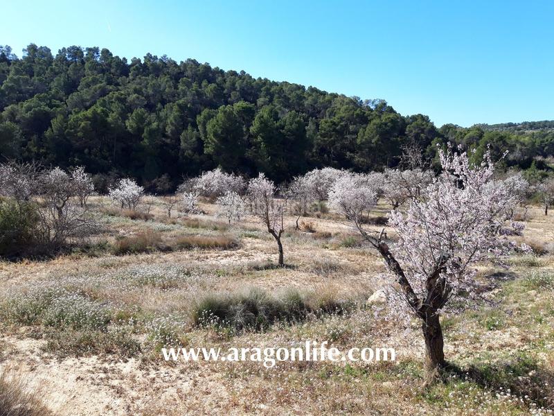 Foto a1ff63c8-c1a4-4d67-b730-940d13b0738f. Finca rústica a Maella