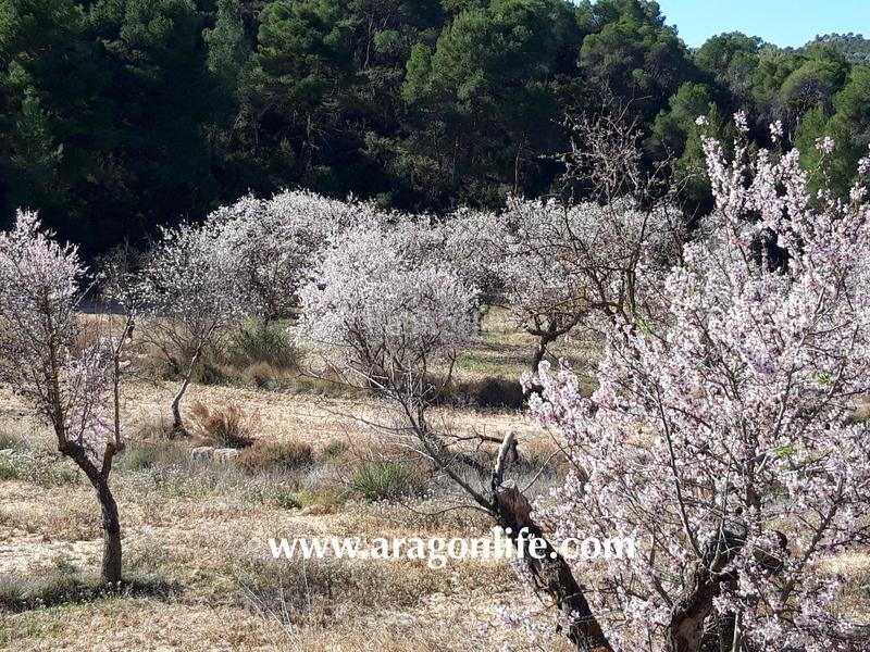 Foto bb8d75da-5833-4731-86d1-8d5fa08b53a6. Finca rústica a Maella