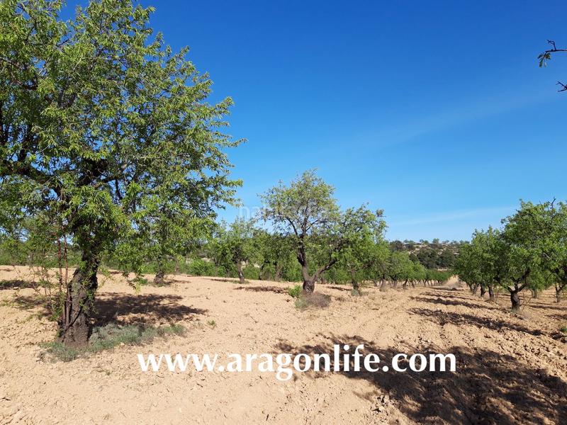 Foto cc99ebbb-7626-4bf4-9874-b479562be2ba. Finca rústica a Maella