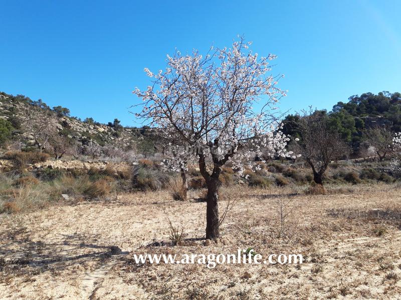 Foto fe75e968-8959-4498-80f7-9aa1413affcf. Finca rústica a Maella