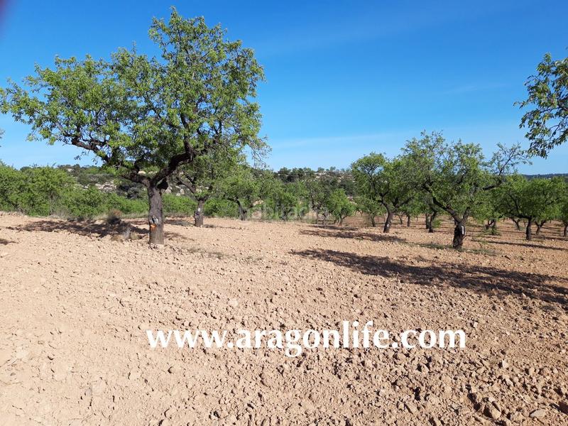 Foto feb40a2f-91a3-4ea4-92f7-2067d7ab6dea. Finca rústica a Maella