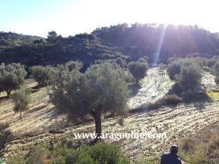 Fondo rustico in Maella