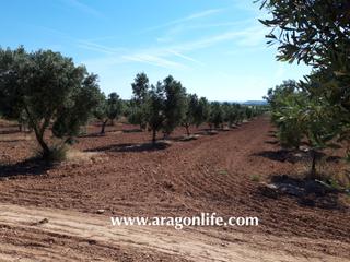 Finca rústica a Calle las eras 9. Finca muy buena y con todos los recursos para empezar inmediatam