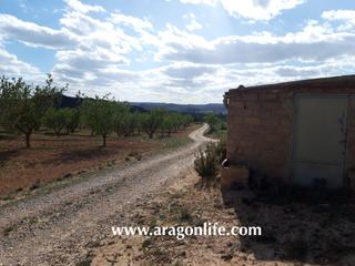 Finca rústica a Maella. Finca en plena producción de almendros
