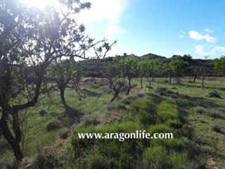 Finca rústica a Maella. Lugar muy escondido y privado