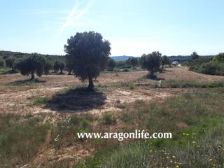 Rural plot in Maella