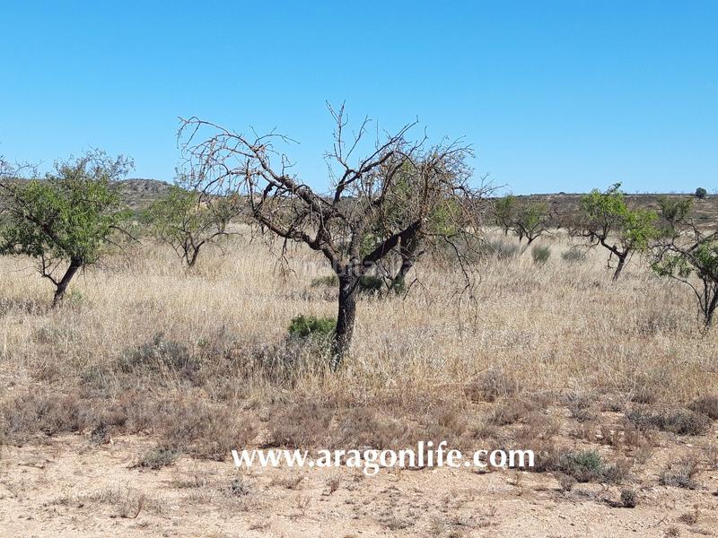 Foto ba142350-b5e8-498a-989c-c0ce5c09f697. Finca rústica a Fabara