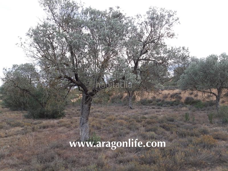 Foto 3742b58f-32fd-4b32-8eb0-92a626a0e6b3. Finca rústica a Fabara