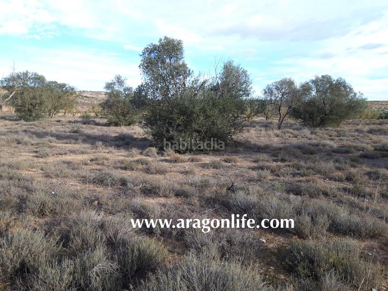 Foto a25c5389-7457-4c48-b0eb-7d9d6a9733c4. Finca rústica a Fabara