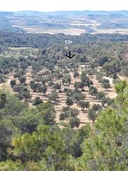 Masia a Fabara. Finca de olivos de 68.651m2+ casa 110m2 +aljibe de agua de 10.00