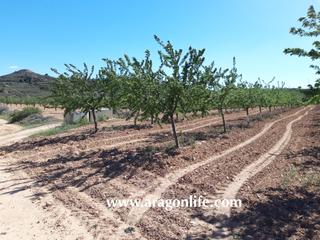 Finca rústica a Fabara. Finca con riego a goteo en fabara. 16.135m2. 35.000€