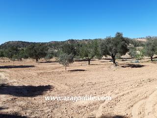 Finca rústica a Fabara. Finca con riego a goteo en fabara, de olivos. 29.839m2. 55.000€