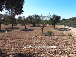 Finca rústica a Fabara. Finca de olivos de secano. 22.927m2. 19.000€
