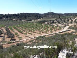 Finca rústica a Maella. Finca de secano con olivos y almendros de 47.737m2 y casa de 52m