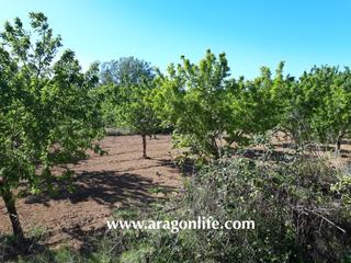 Finca rústica a Fabara. Huerta en fabara. al lado del río. 5.574m2. 22.000€