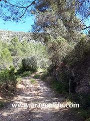 Rural plot in Gandesa. Finca en gandesa, de secano, de 3.602m2. 12.000€