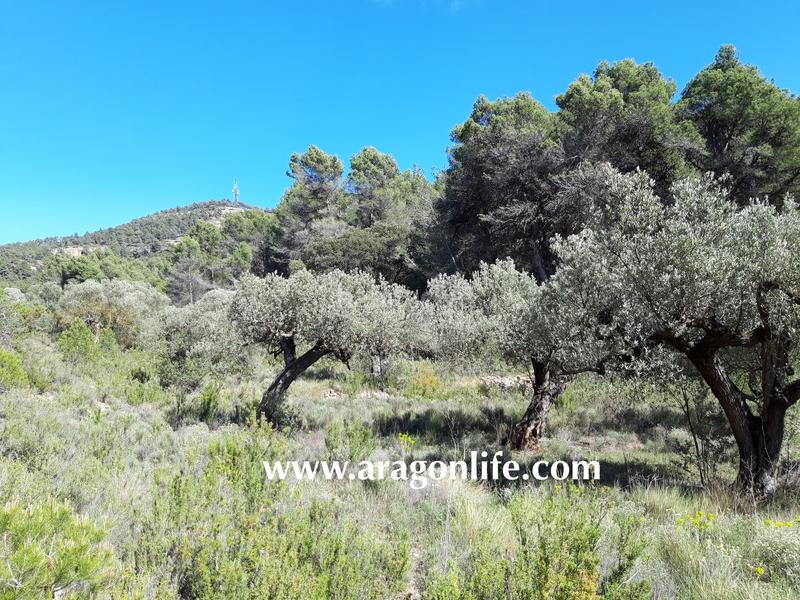 Foto cb2a6ca5-01d8-4fe1-b80e-843f0d718116. Fondo rustico in Gandesa