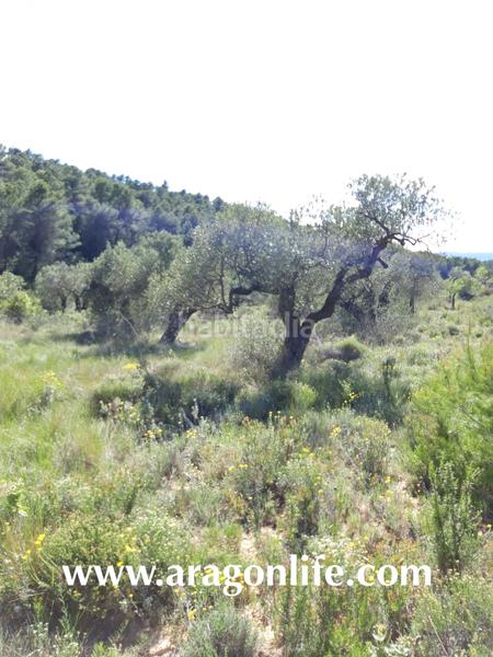 Foto e8bee089-6ff0-4971-8c78-aa58dad48816. Fondo rustico in Gandesa