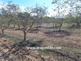 Rural plot in Gandesa. Finca en gandesa de almendros con riego a goteo de 11.603m2. 15.