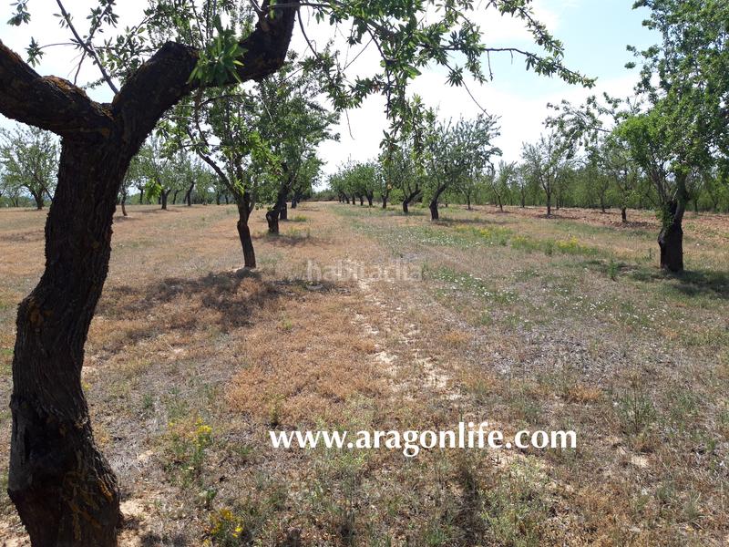 Foto 4aeb7cf2-f8aa-4e06-b647-466386aa42c1. Finca rústica a Calaceite