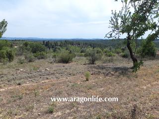 Finca rústica a Calaceite. Finca de 9.588m2 de almendros en calaceite. 10.000€