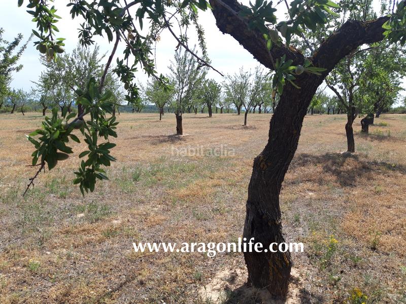 Foto a2e921fd-e2d9-46d0-bd59-1acf7a633e8c. Finca rústica a Calaceite