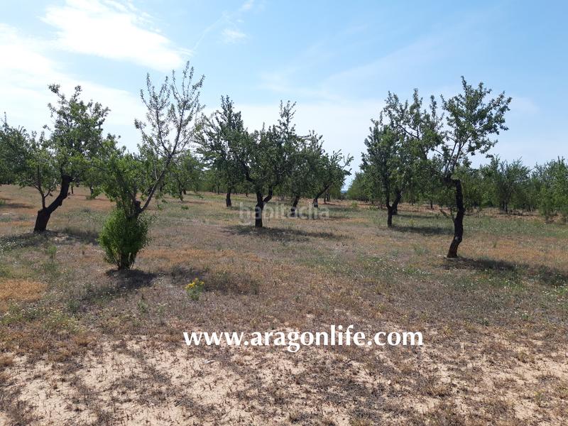 Foto c354be4a-c9e6-443e-aeb0-f7ff9f780110. Finca rústica a Calaceite