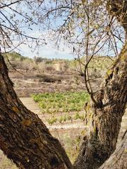 Casale  Carrer major. Finca de via y bosque de 35.753m2 + casa de 72m2. caseres (tarr