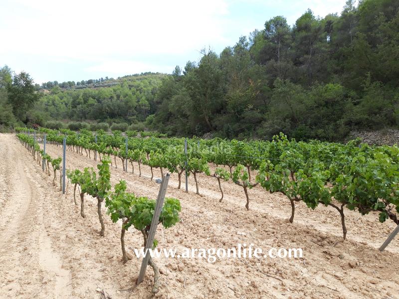 Foto 53fb5847-0310-4301-ad8c-4d8b64b463cf. Masia a Caseres