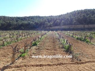 Masia  N/a. Viedo en espaa. 31.348m2 (3'34ha) + edificacin 40m2. nonaspe.