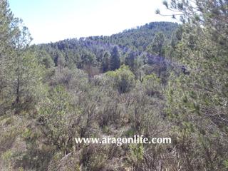 Finca rústica  N/a. Bosque de 6.375m2 en arens de lledó. 4.000€