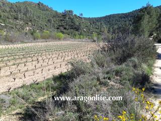 Finca rústica  N/a. Viña y bosque en calaceite. 40.968m2 (4'9ha). 14.000€