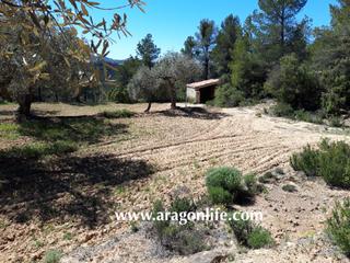 Masia  N-420. Olivar y bosque maderable + casita. arens de lledó (teruel). 53.