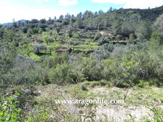 Finca rústica a Carrer del pou de la neu 12. Finca con agua de 11.586m2 + casa 40m2. pinell de brai. 12.000€