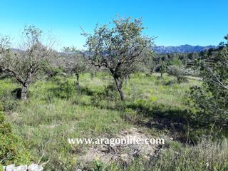 Finca rústica  C-43. Terreno con agua de riego y casita. pinell de brai (tarragona)
