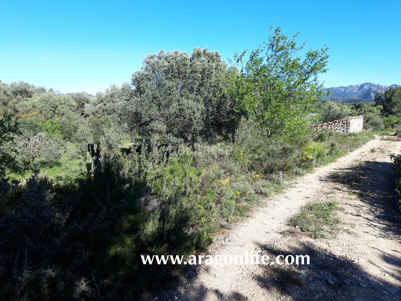 Foto dce4c36c-6fdf-417e-84d3-032fccabdf6d. Fondo rustico in Pinell de Brai (El)