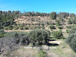 Finca rústica  N-230c. Finca de 9381m2 con posibilidad de riego. pinell de brai. 20.000
