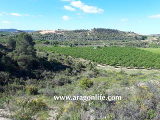 Masia  Calle monjas. Finca de regadío de almendros de 40.684m2+ edificación. caspe. 1