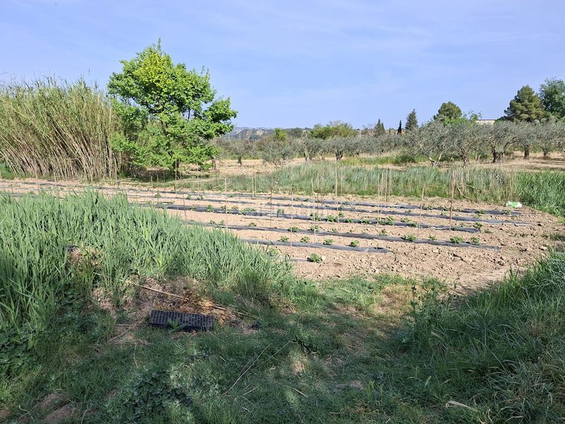 Foto 5e38021e-df88-4d52-9c93-197c26815227. Masia a Caspe