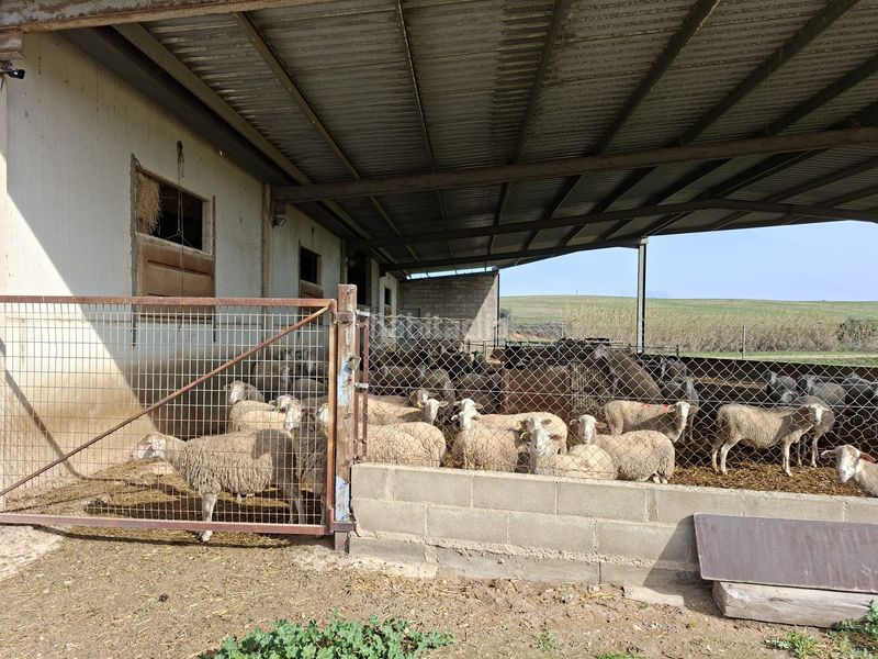 Foto 1c7520e6-3e83-4303-a5fe-a66ff740d93a. Finca rústica a Caspe