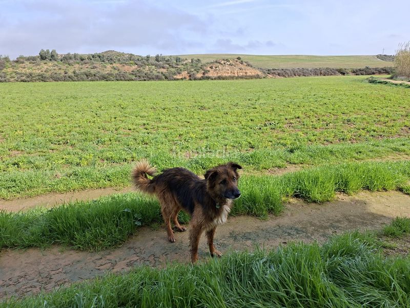 Foto bc71671d-d484-4a8b-b10c-23a44972ce37. Finca rústica a Caspe