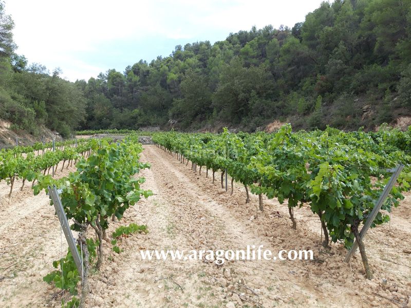 Foto 5bdadf24-dc09-4c42-b281-5bb31c2453f9. Masia a Caseres