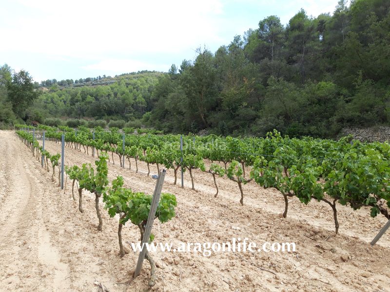 Foto d129ed4d-9695-4fb6-9919-43daff3cdf2a. Masia a Caseres