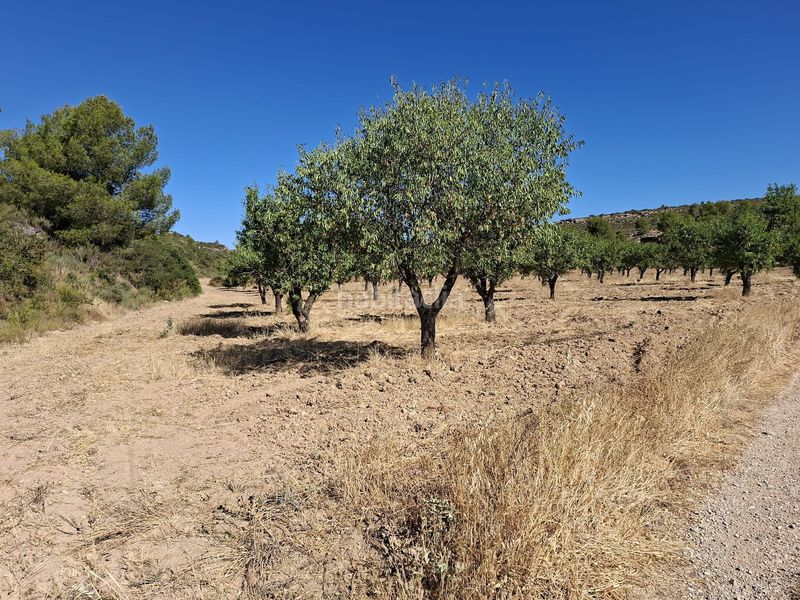Foto 400ea19f-50b4-4eb8-b3e0-3fd315f8fc6a. Masia a Maella