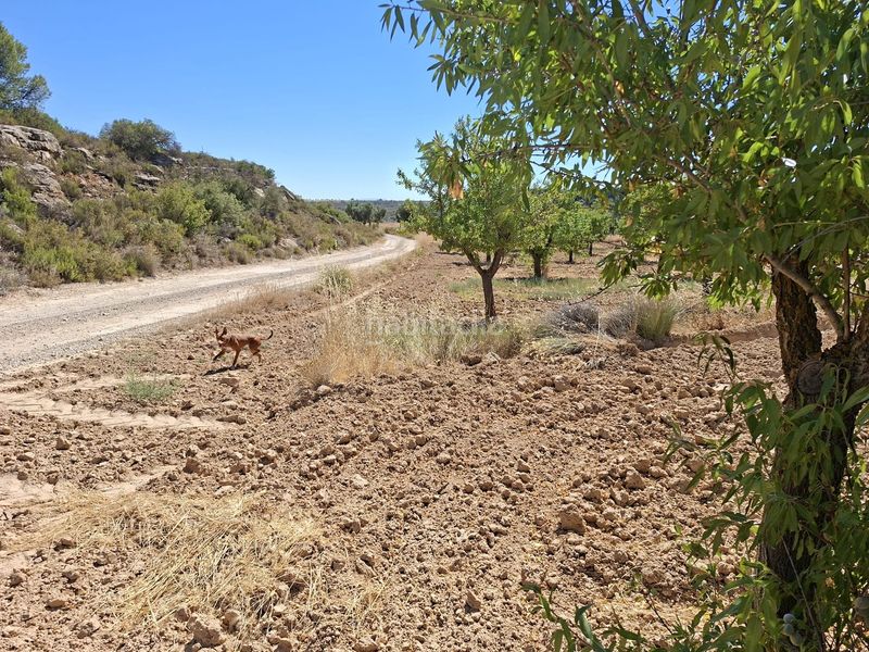Foto 920d16e2-f0c1-43ee-a379-17ed80ff4efd. Finca rústica a Maella