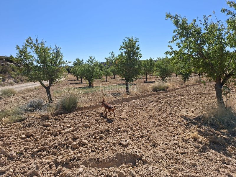 Foto ac6d0ba5-8a69-40a1-af72-7fe6ed7735e1. Finca rústica a Maella