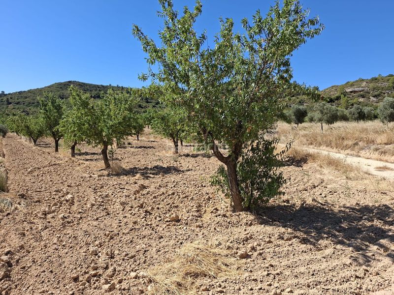 Foto c4e2900a-d8f2-41e9-bf54-639d620ad932. Finca rústica a Maella
